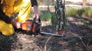 Best Arborist Consultation Services  in Arcadia, FL