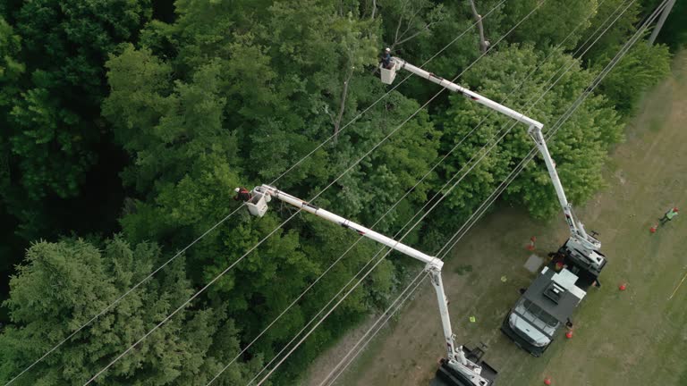 Best Root Management and Removal  in Arcadia, FL