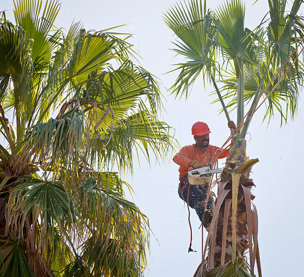 Best Emergency Tree Removal  in Arcadia, FL