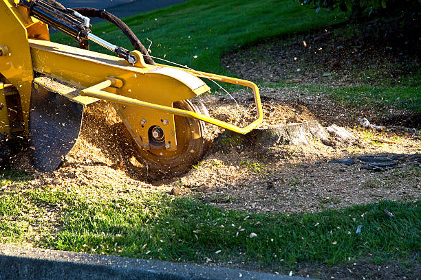 Best Storm Damage Tree Cleanup  in Arcadia, FL