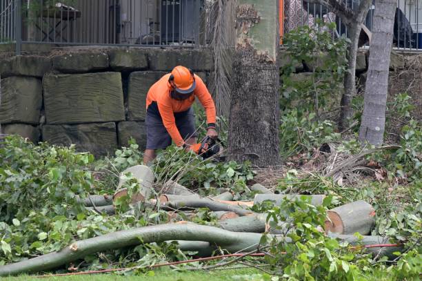 Best Utility Line Clearance  in Arcadia, FL