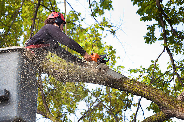 Best Hazardous Tree Removal  in Arcadia, FL